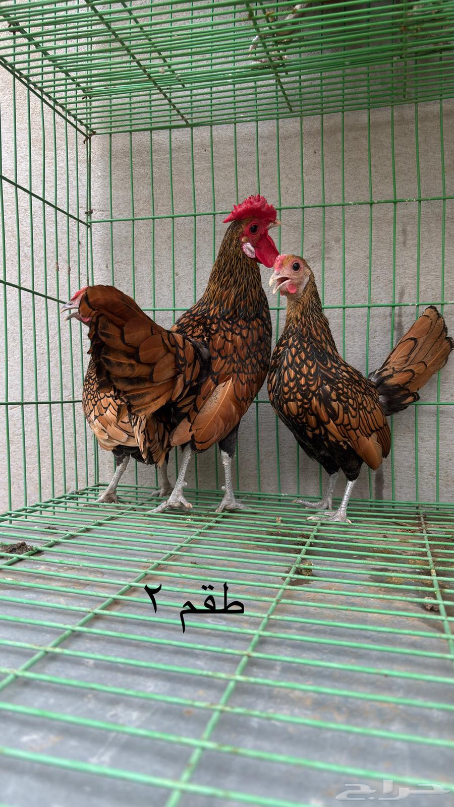 Sparrow Chicken Set64541136737667111