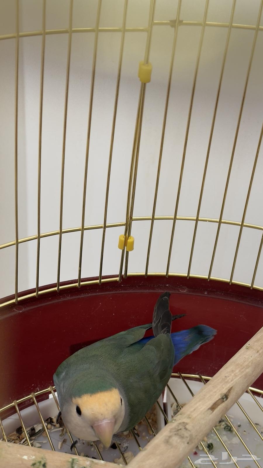 Bird64535833862785111