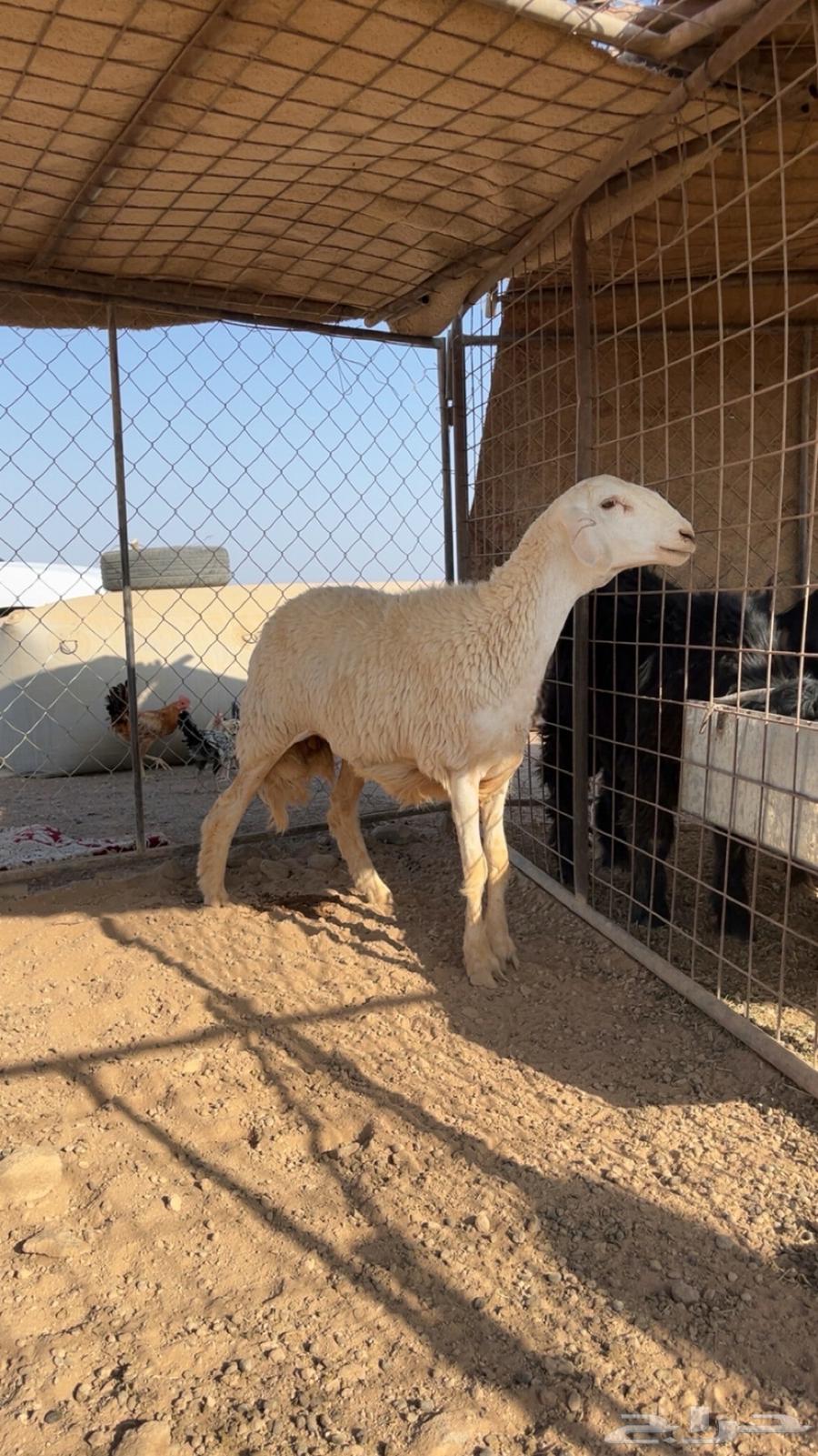 رخل جذعه صنف الصنف (تم البييع)64542260598531111