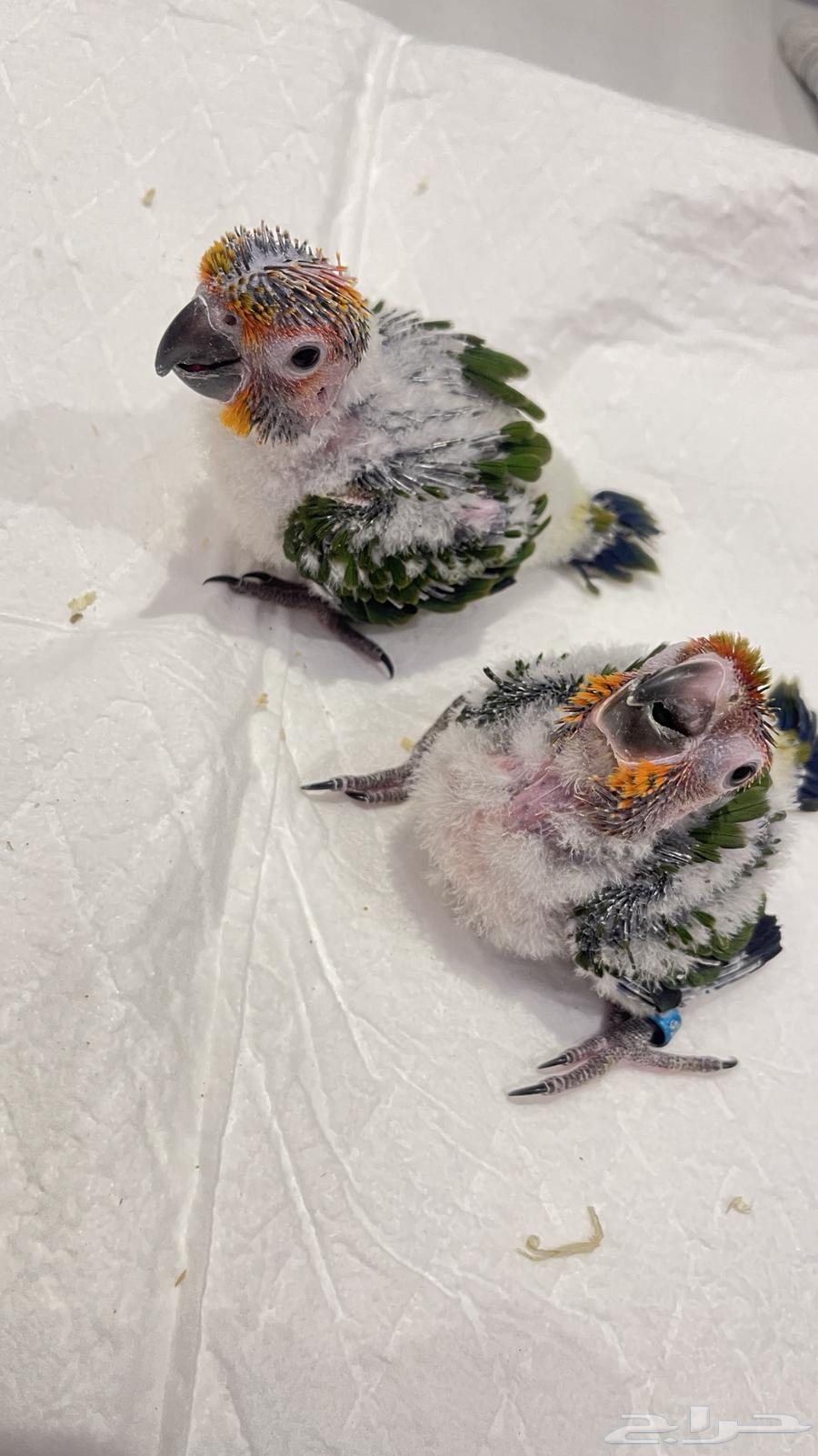 فروخ صن كنيور جامبو64535349836673113