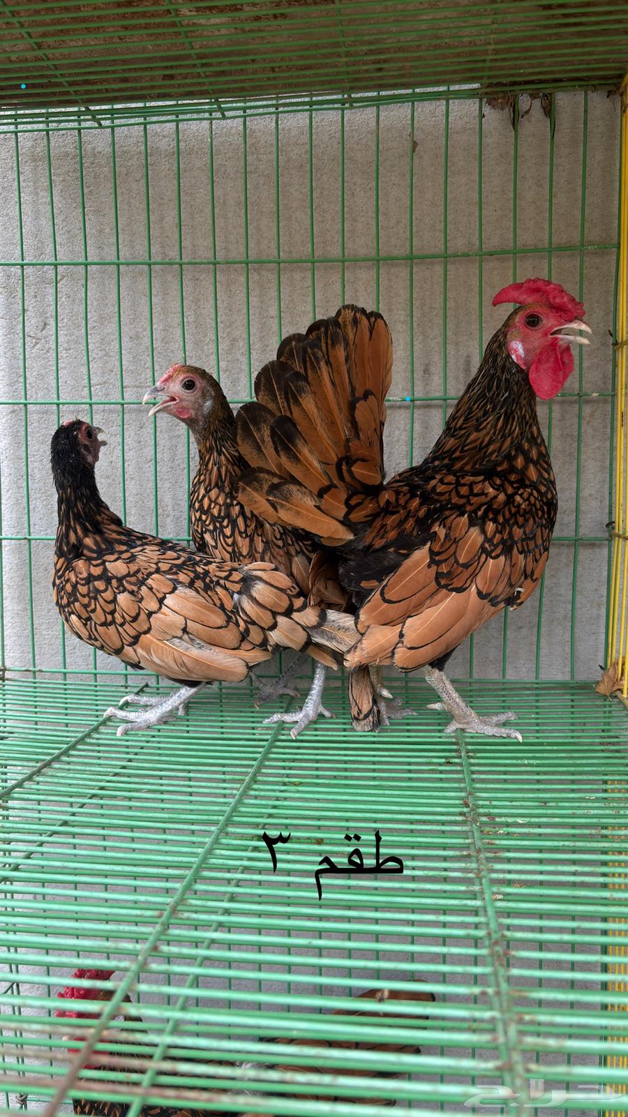 Sparrow Chicken Set64541136737667113