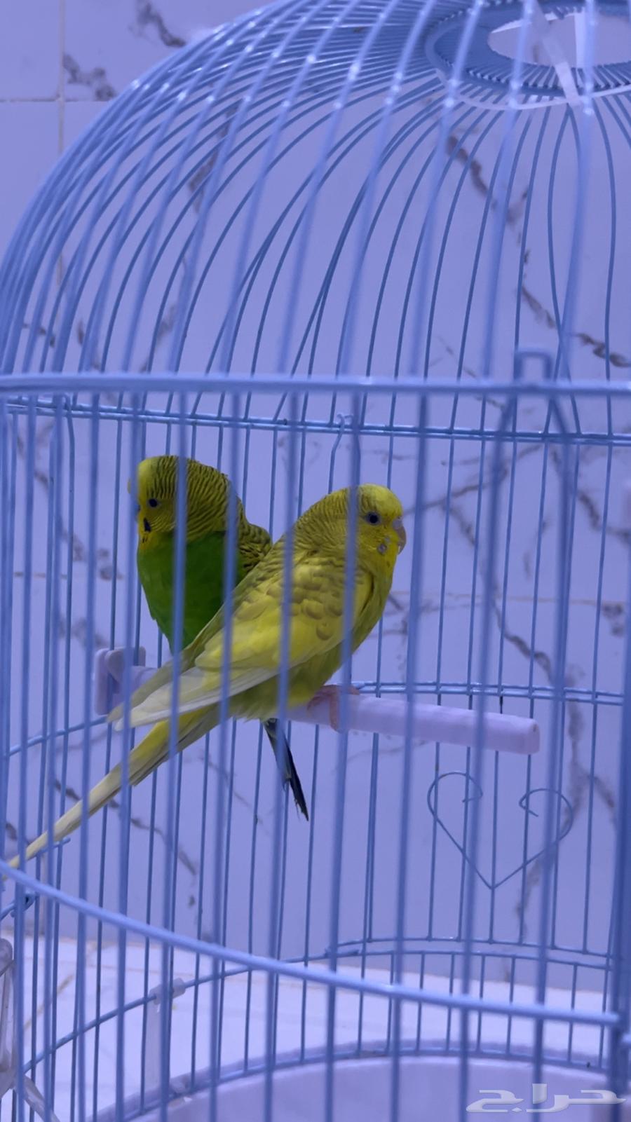 طيور بادجي للبيع64535165699843111