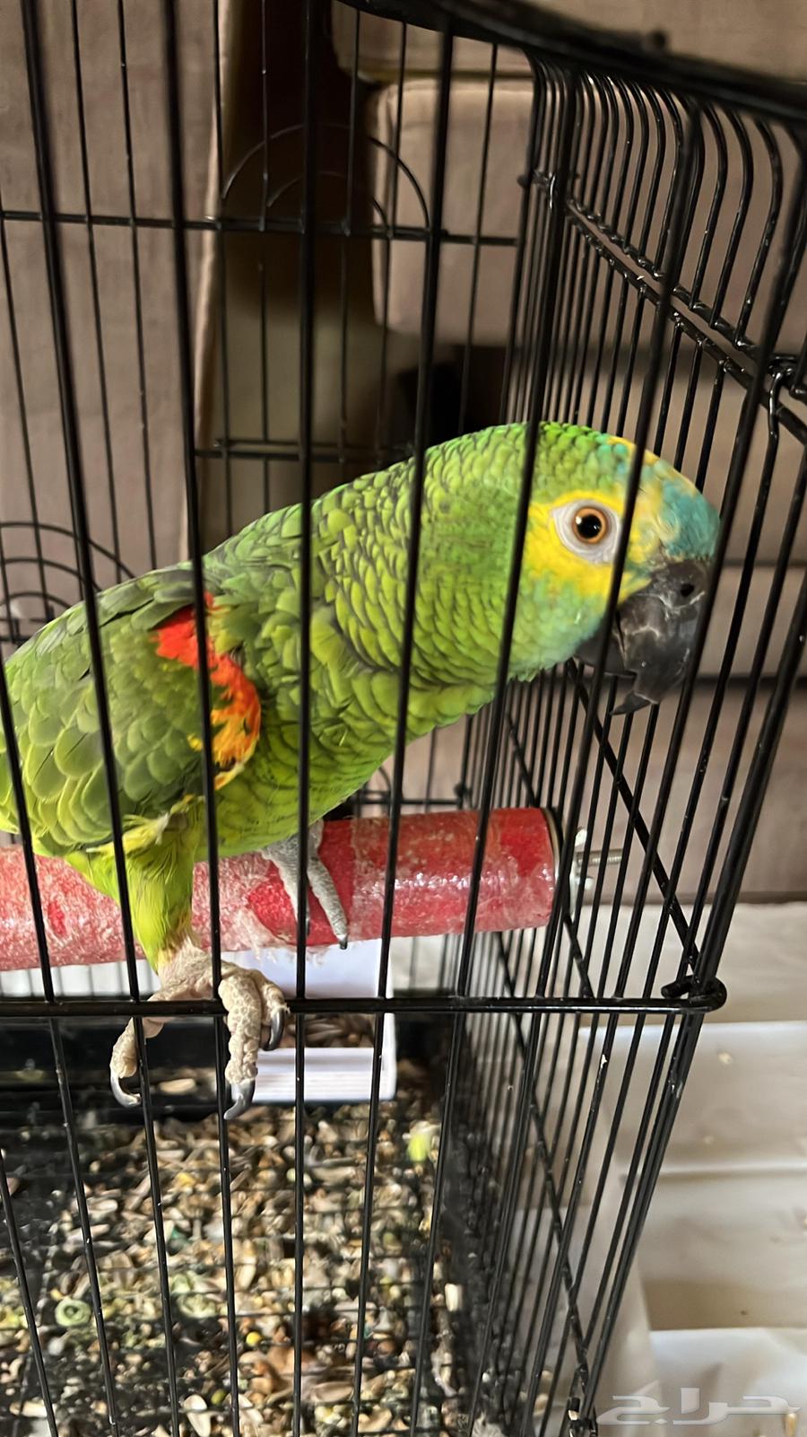 Amazon Bluefronted Jaco64538542023426111