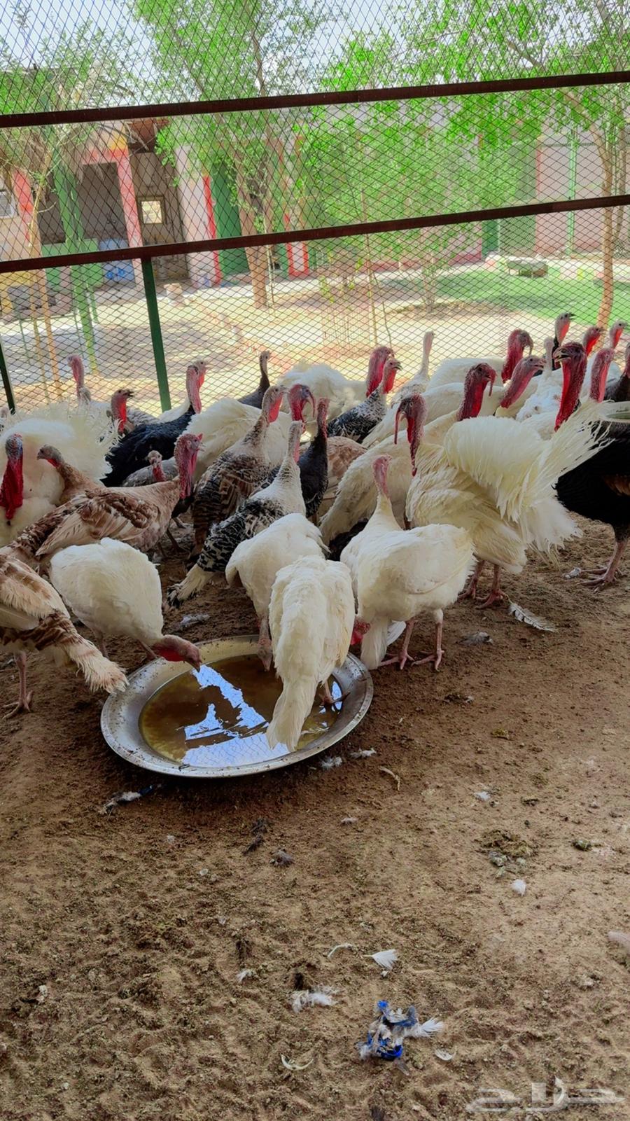 طيور بيت الزاجل64537532983809110