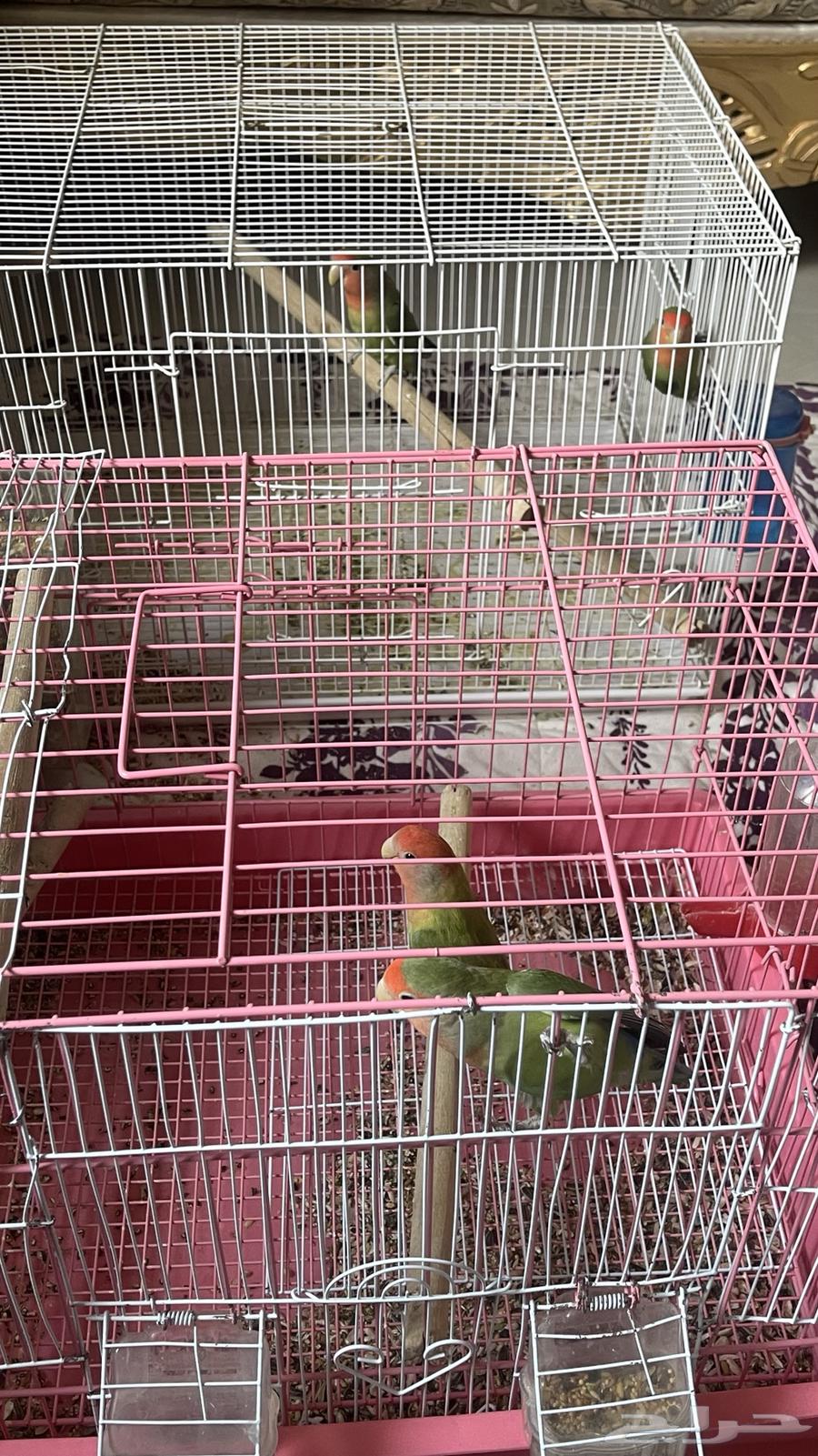 طيور روز للبيع64539725953411110