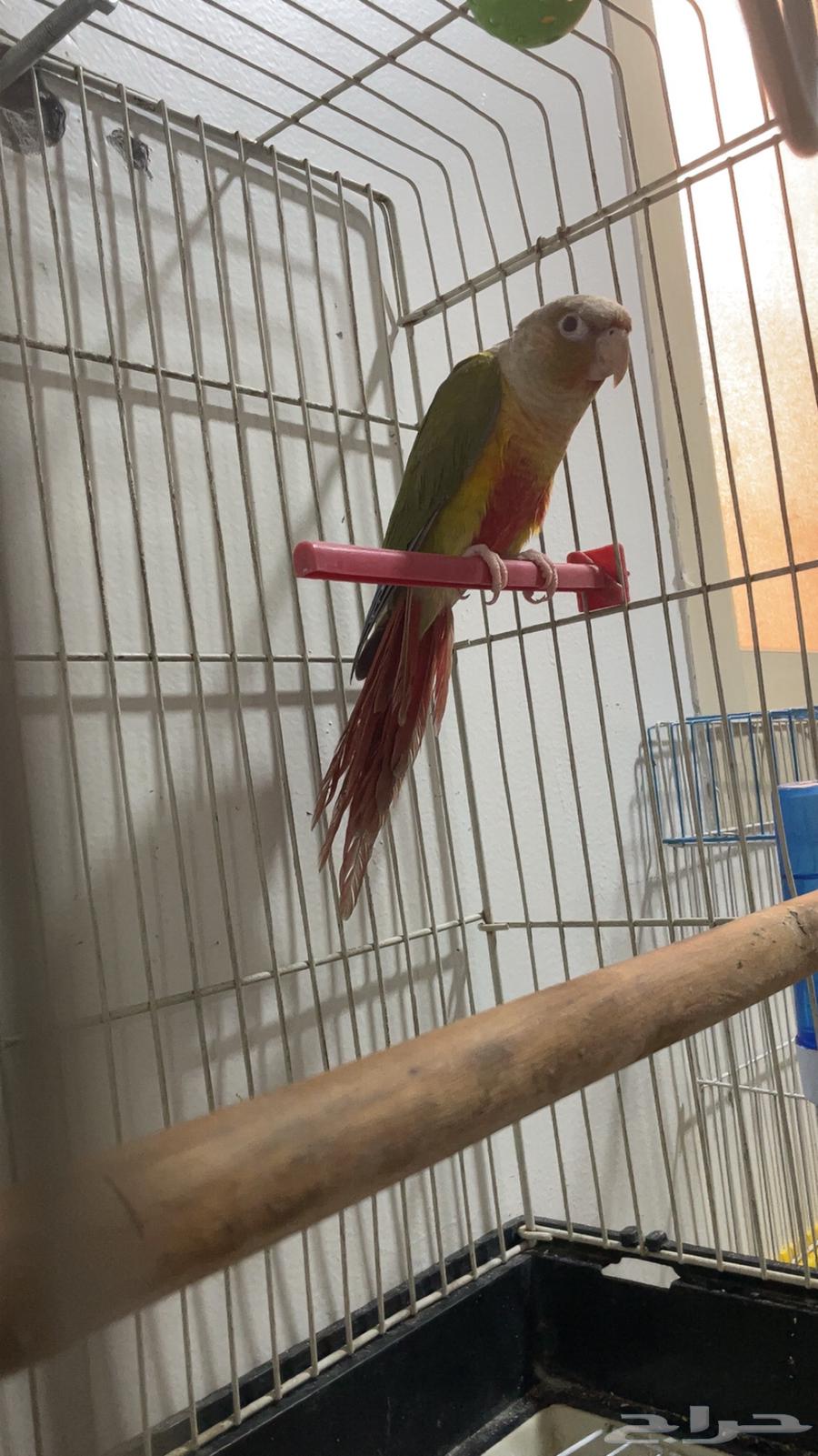 كنيور انناس ذكر تربيه هدد داخلي يتكلم يقو تعالى تعالى64542274730882111