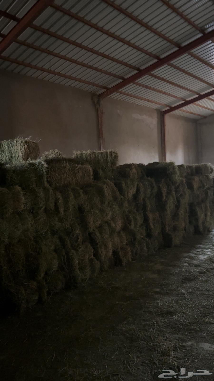 للبيع برسيم تم البيع64540722995330111