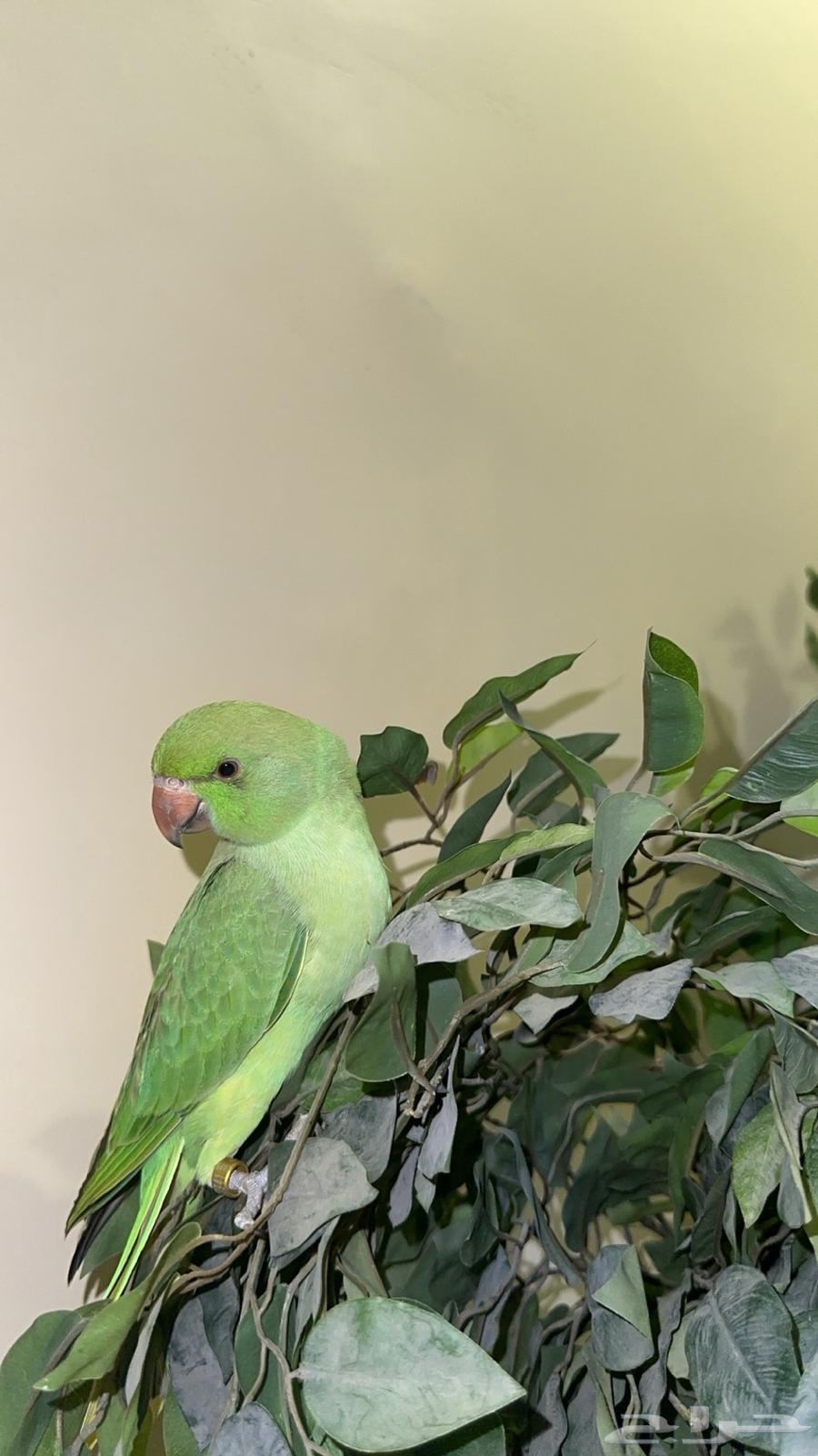 ببغاء دره64539386742402110