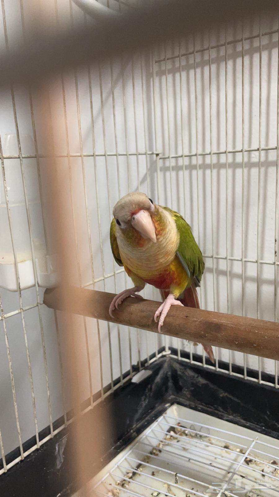 كنيور انناس ذكر تربيه هدد داخلي يتكلم يقو تعالى تعالى64542274730882110