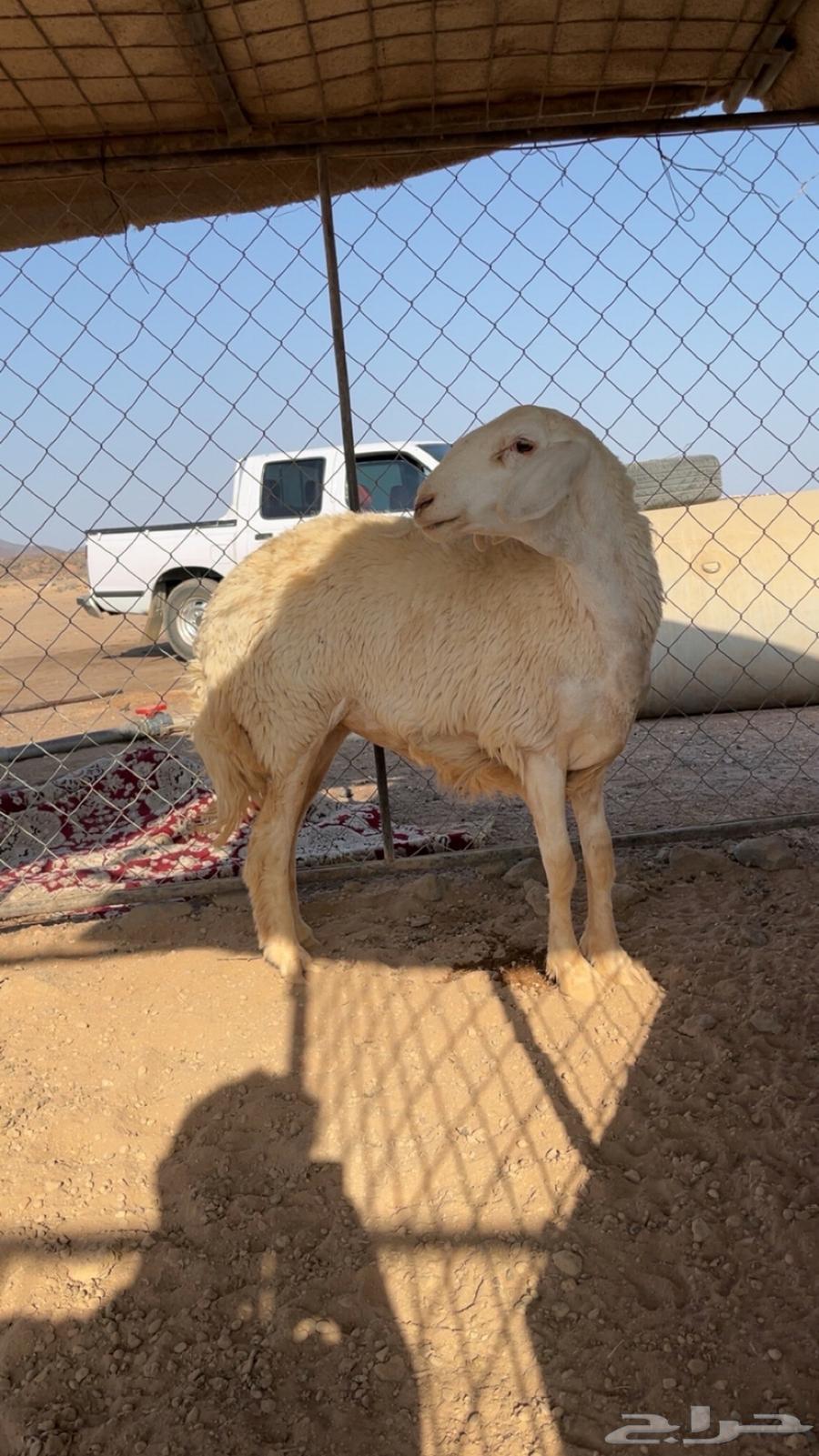 رخل جذعه صنف الصنف (تم البييع)64542260598531110