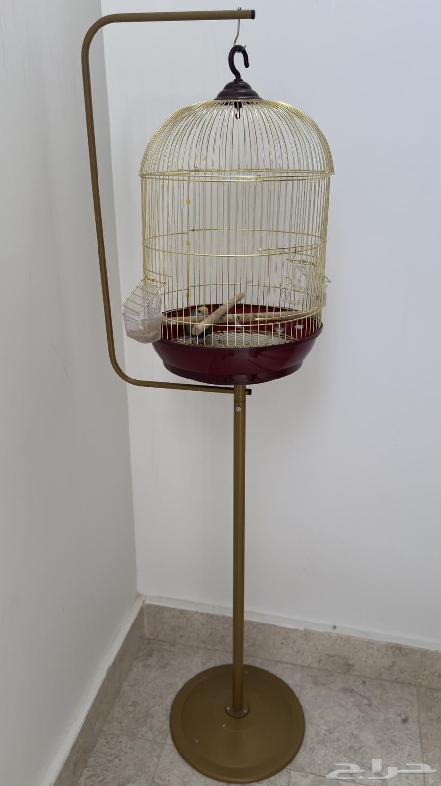 Bird64535833862785112