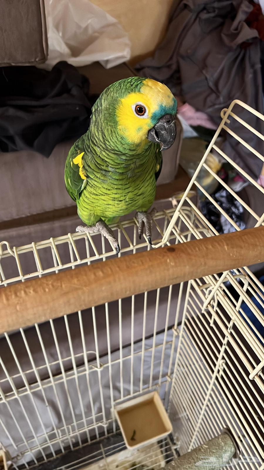 Amazon Bluefronted Jaco64538542023426110