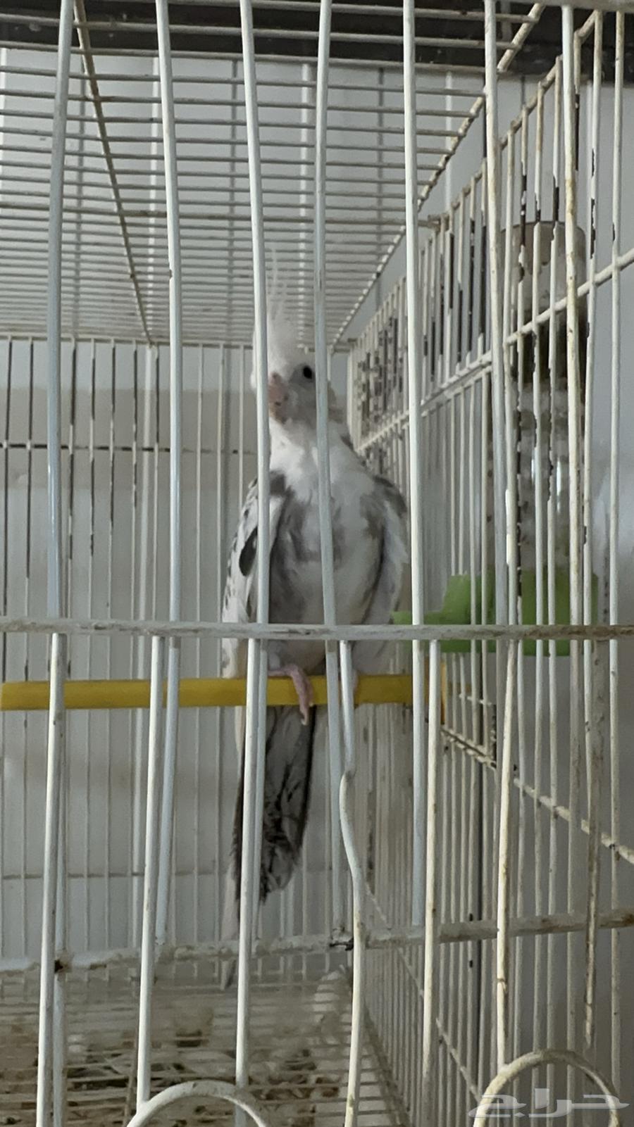 كروان انثى جاهزة فراشة نزلت بيض بدون ذكر64537017213313111