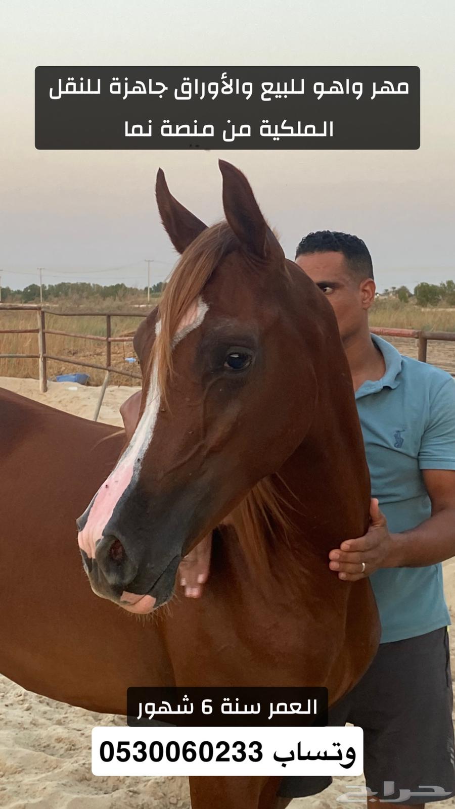 مهر واهو للبيع64543196278786110