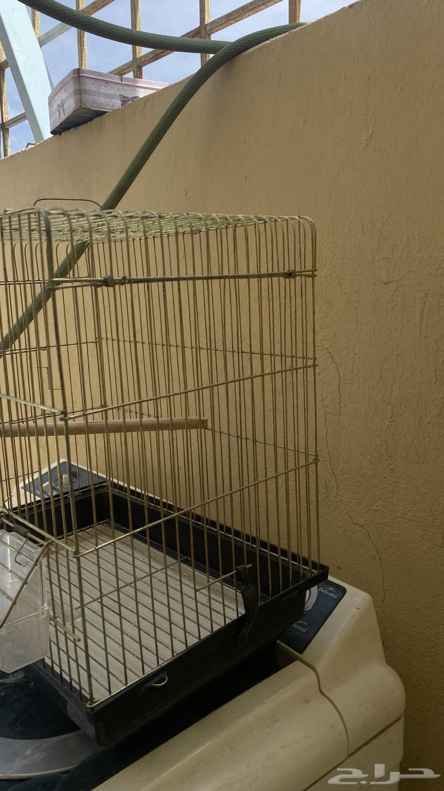 قفص ذهبي انيق64537770550659111