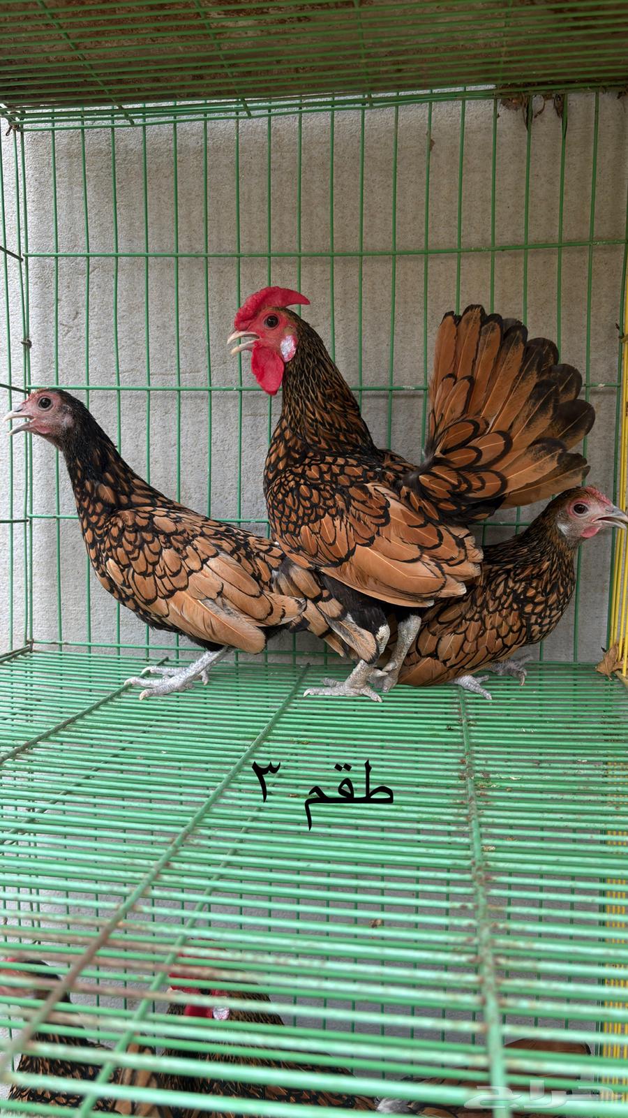 Sparrow Chicken Set64541136737667114