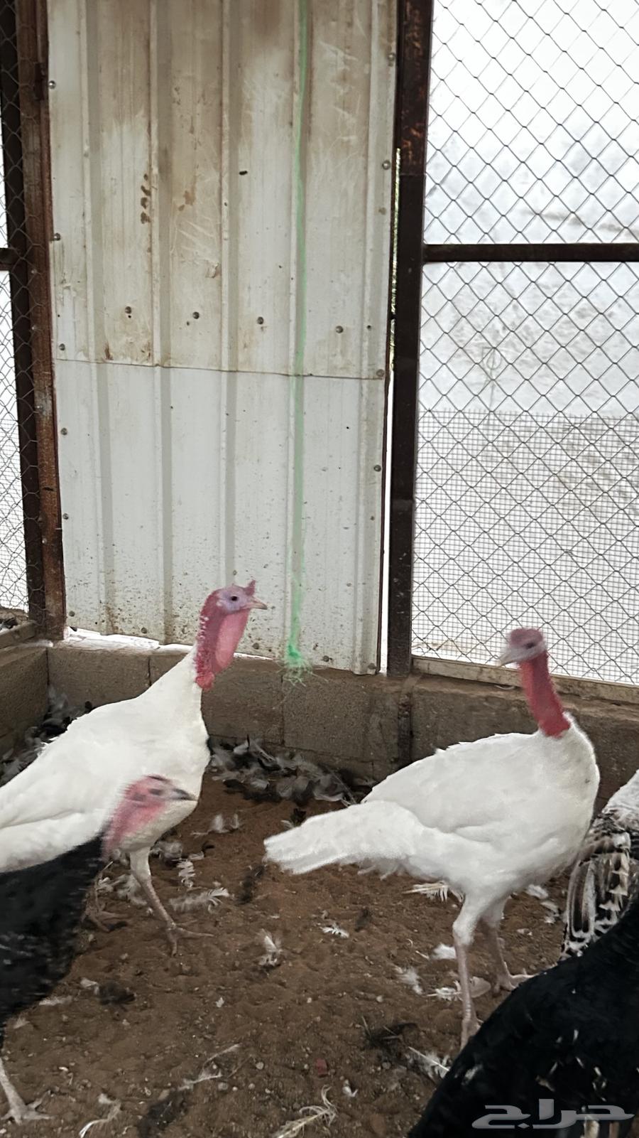 للبيع ديوك روميي64536083998721110