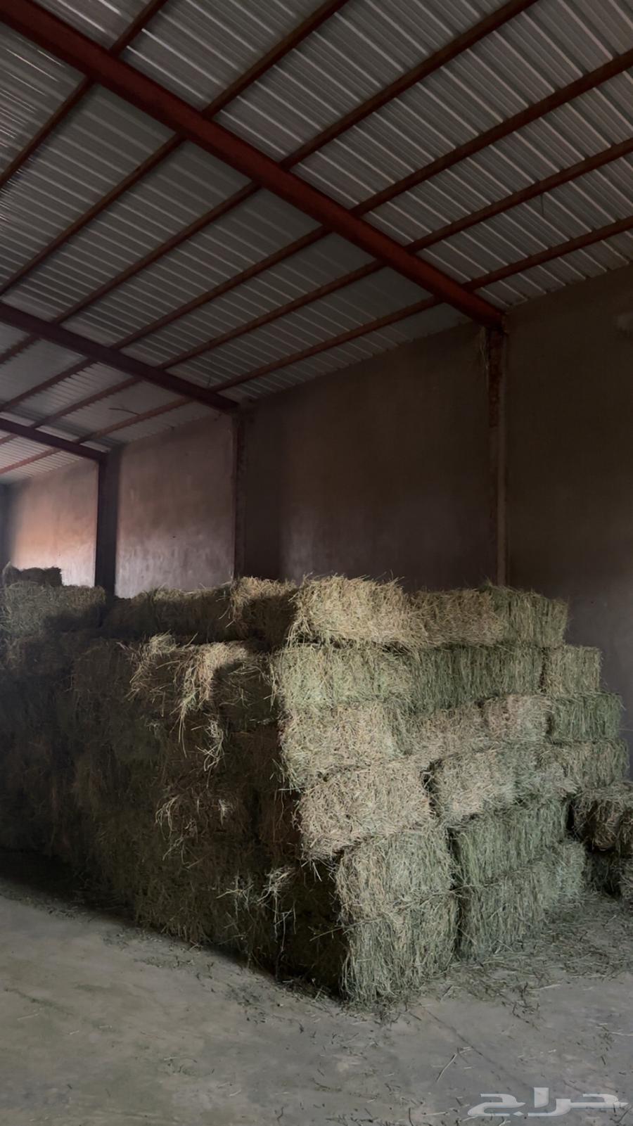 للبيع برسيم تم البيع64540722995330110