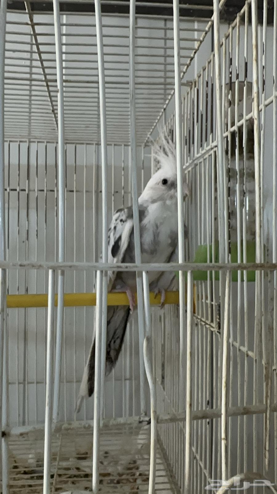 كروان انثى جاهزة فراشة نزلت بيض بدون ذكر64537017213313110