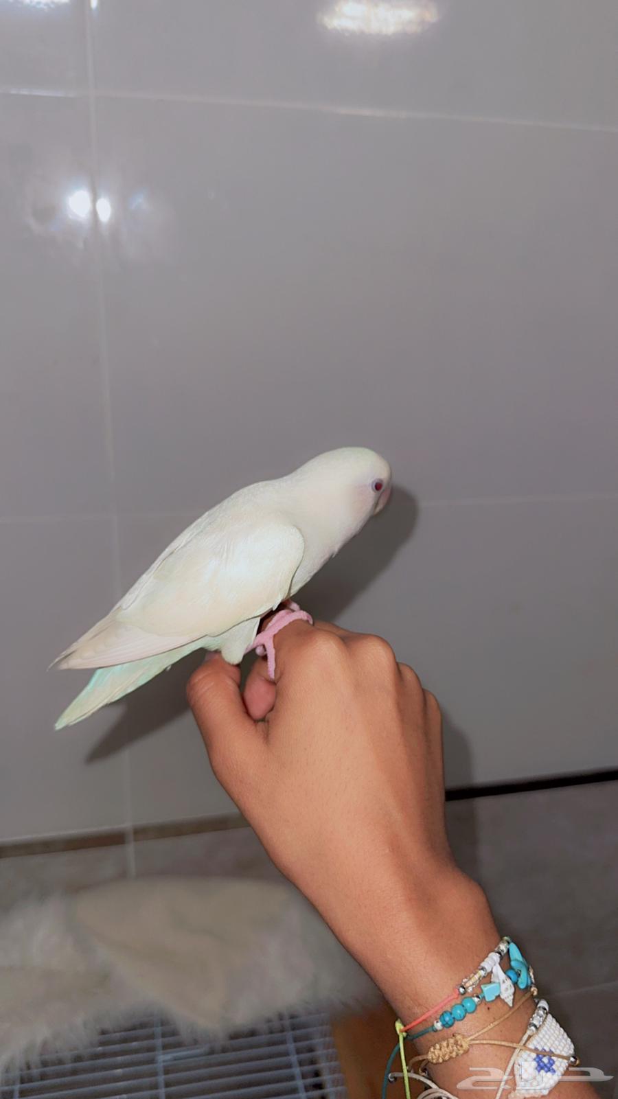 Day Bird64542317277313110