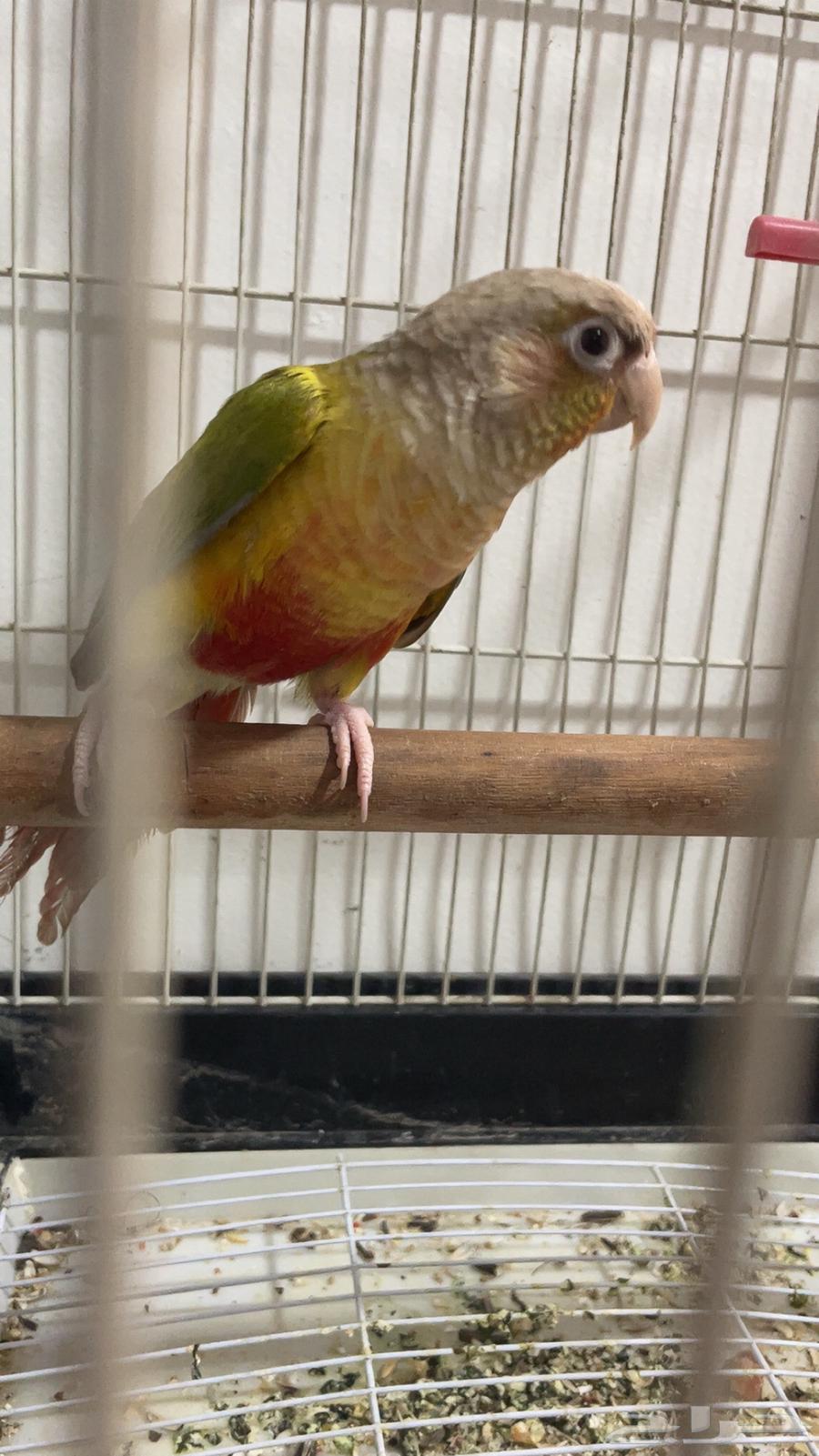 كنيور انناس ذكر تربيه هدد داخلي يتكلم يقو تعالى تعالى64542274730882112