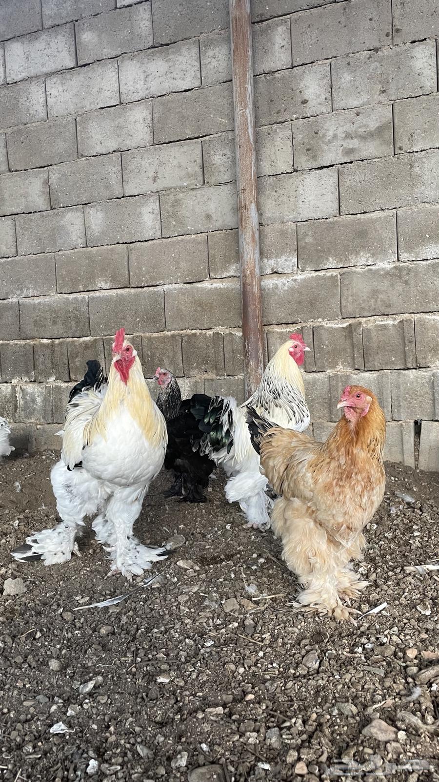 Brahma Chicken64542600564865112