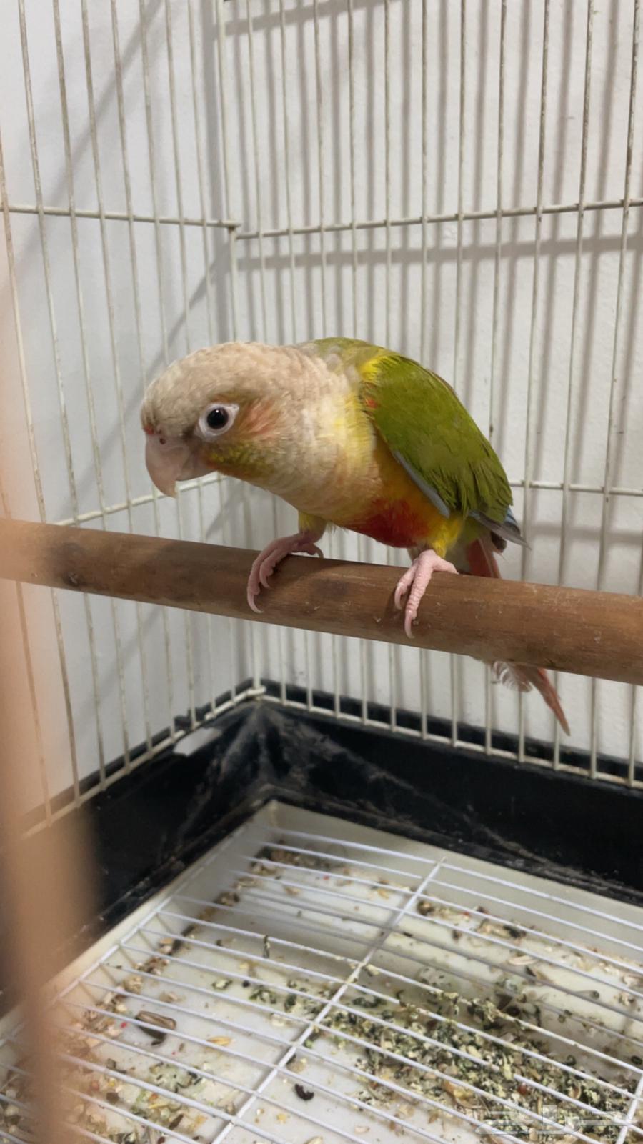 كنيور انناس ذكر تربيه هدد داخلي يتكلم يقو تعالى تعالى64542274730882114