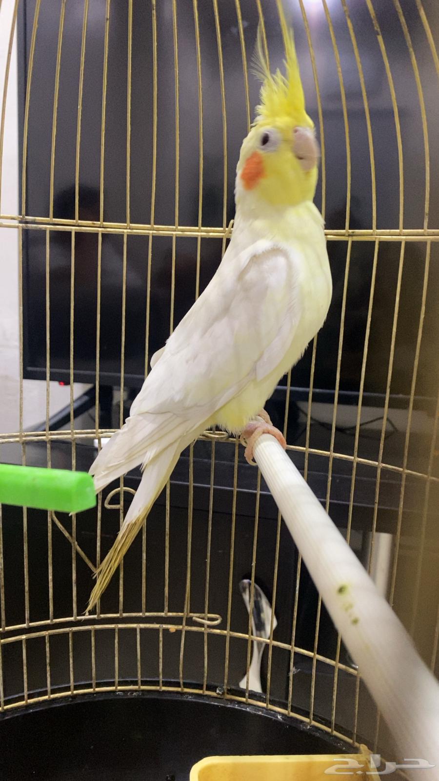 طيور كروان للبيع في حوطة سدير64542600636673110