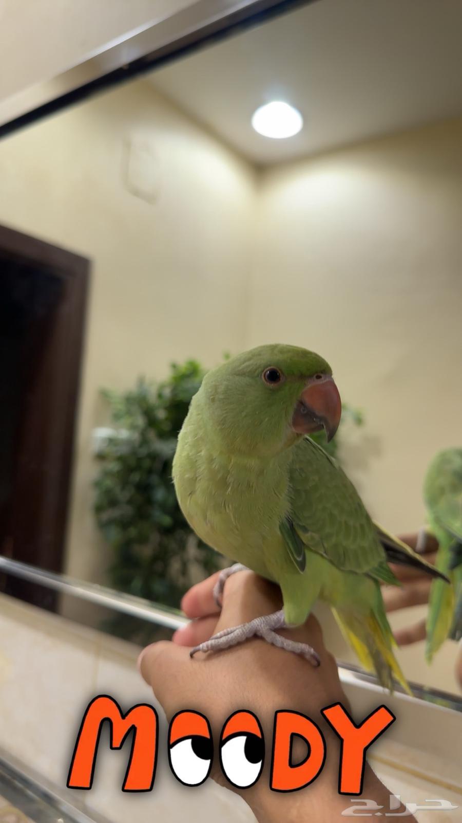 ببغاء دره64539386742402112