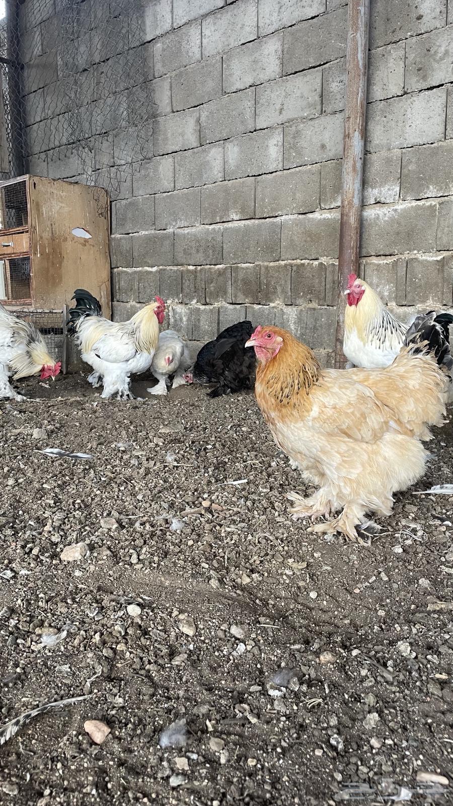 Brahma Chicken64542600564865114