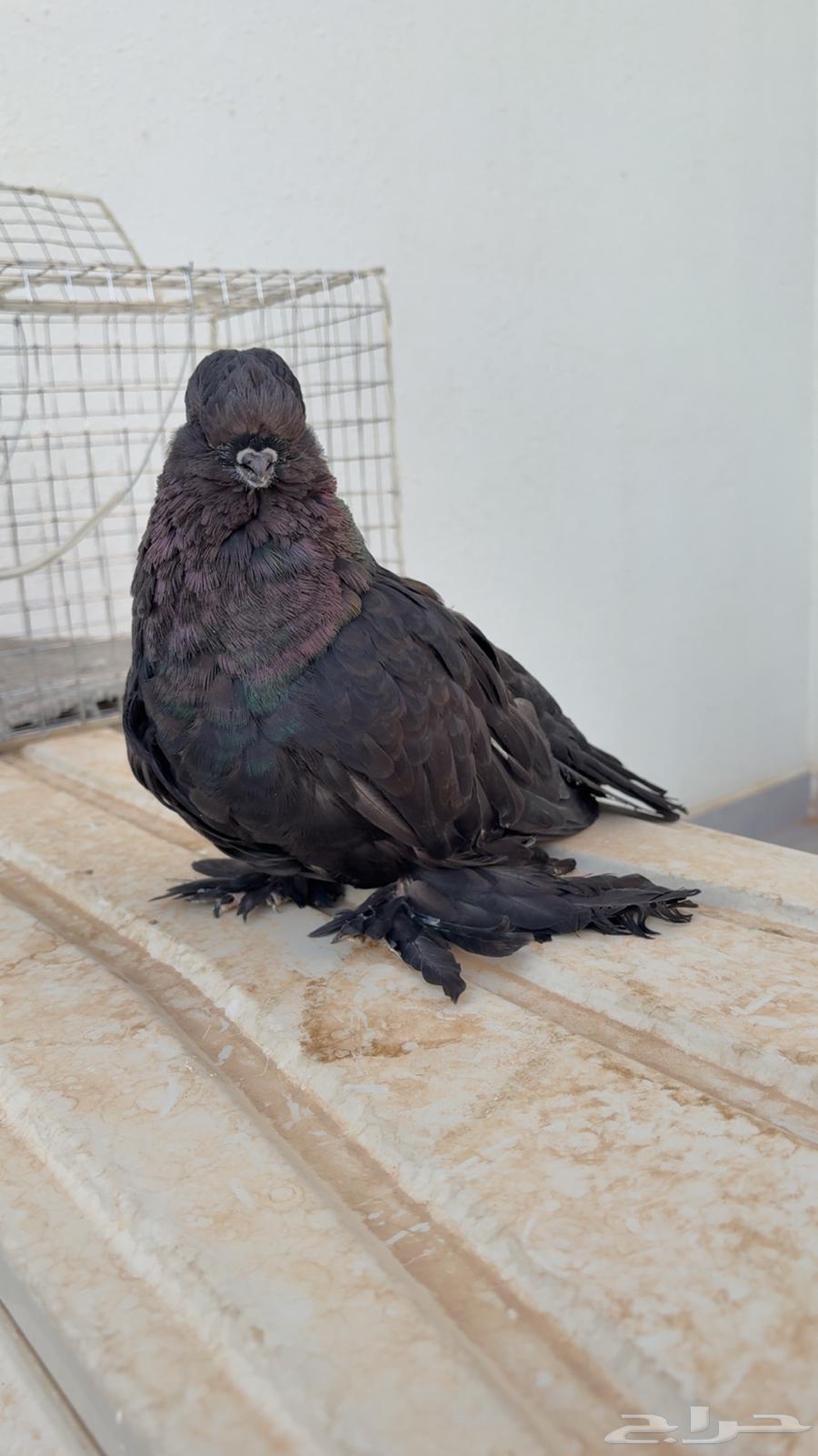 جوز لونق فيس اسود64535889478659110