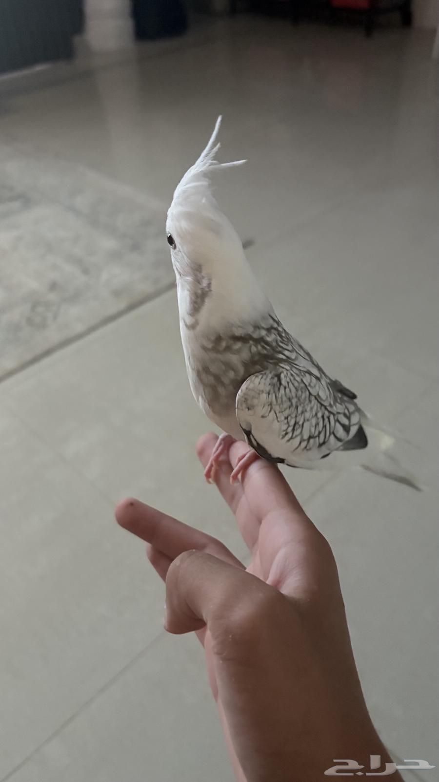 Krovan Bird64536795357569113