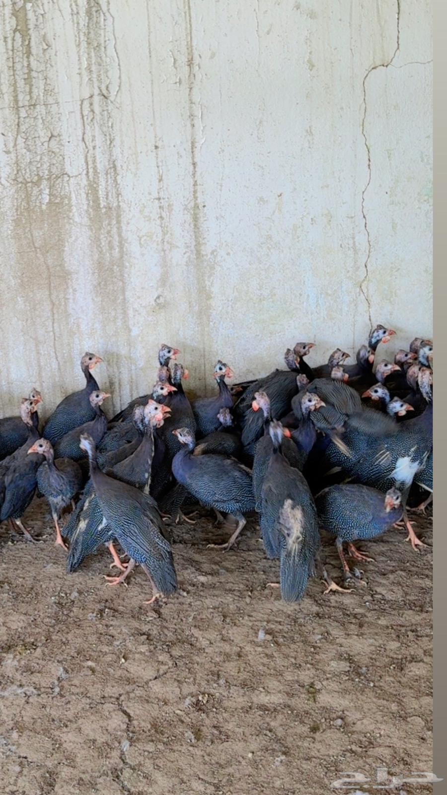 طيور بيت الزاجل64537532983809114