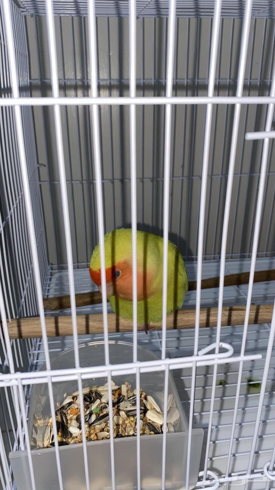 طير روز وليف64542700263810112