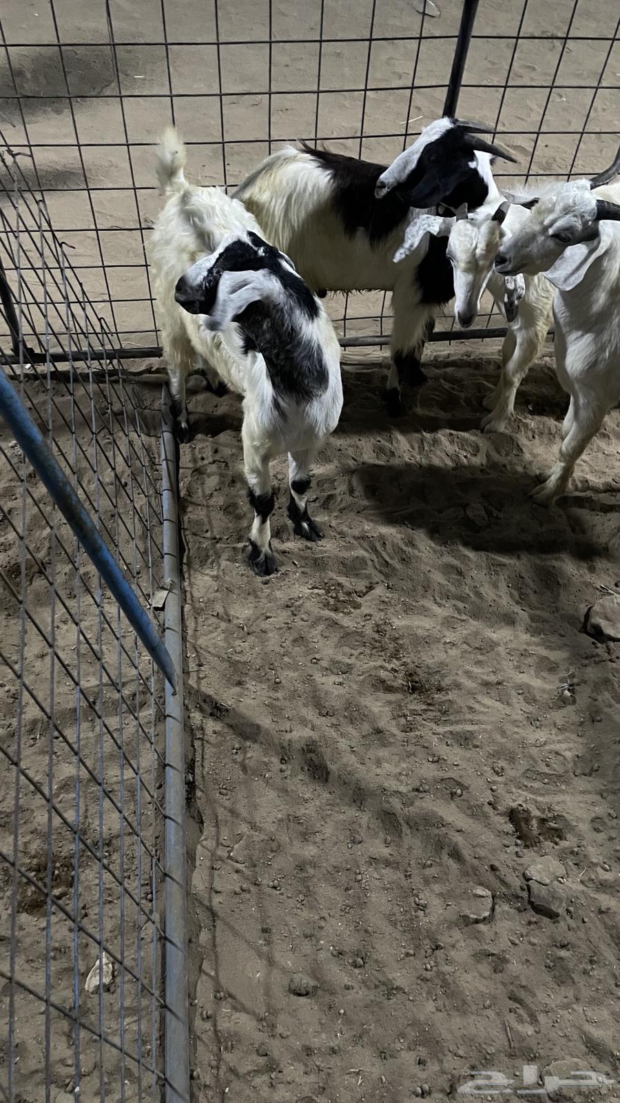 تيوس مخصاه للبيع64539797167107114