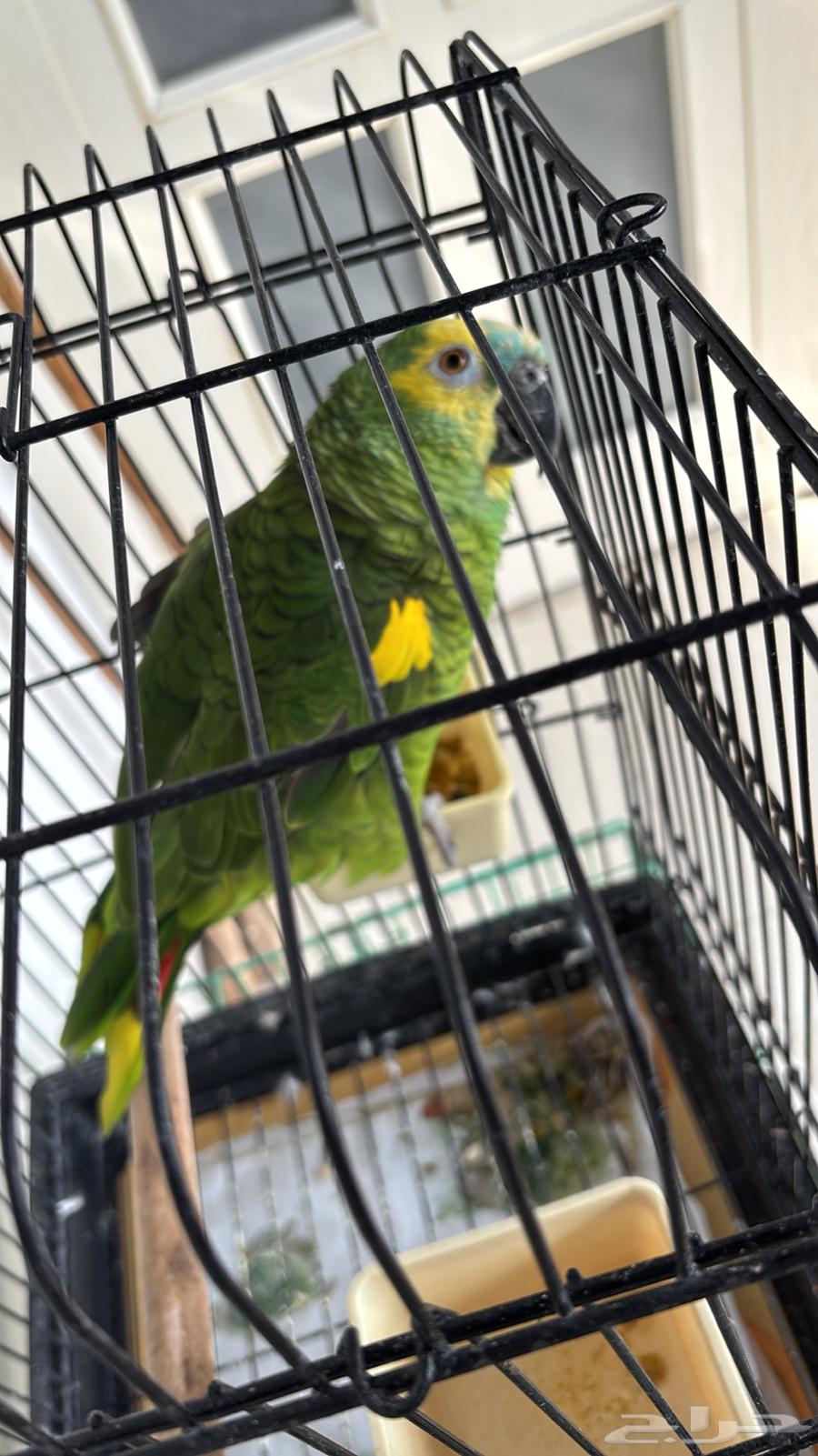 أمازوني بلوفرنتد جاكو ذكر للانتاج64541393205122112