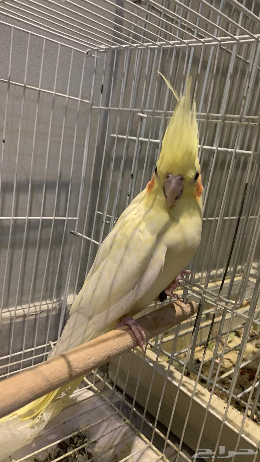 زوج كروان اليف منتج64537254233091110