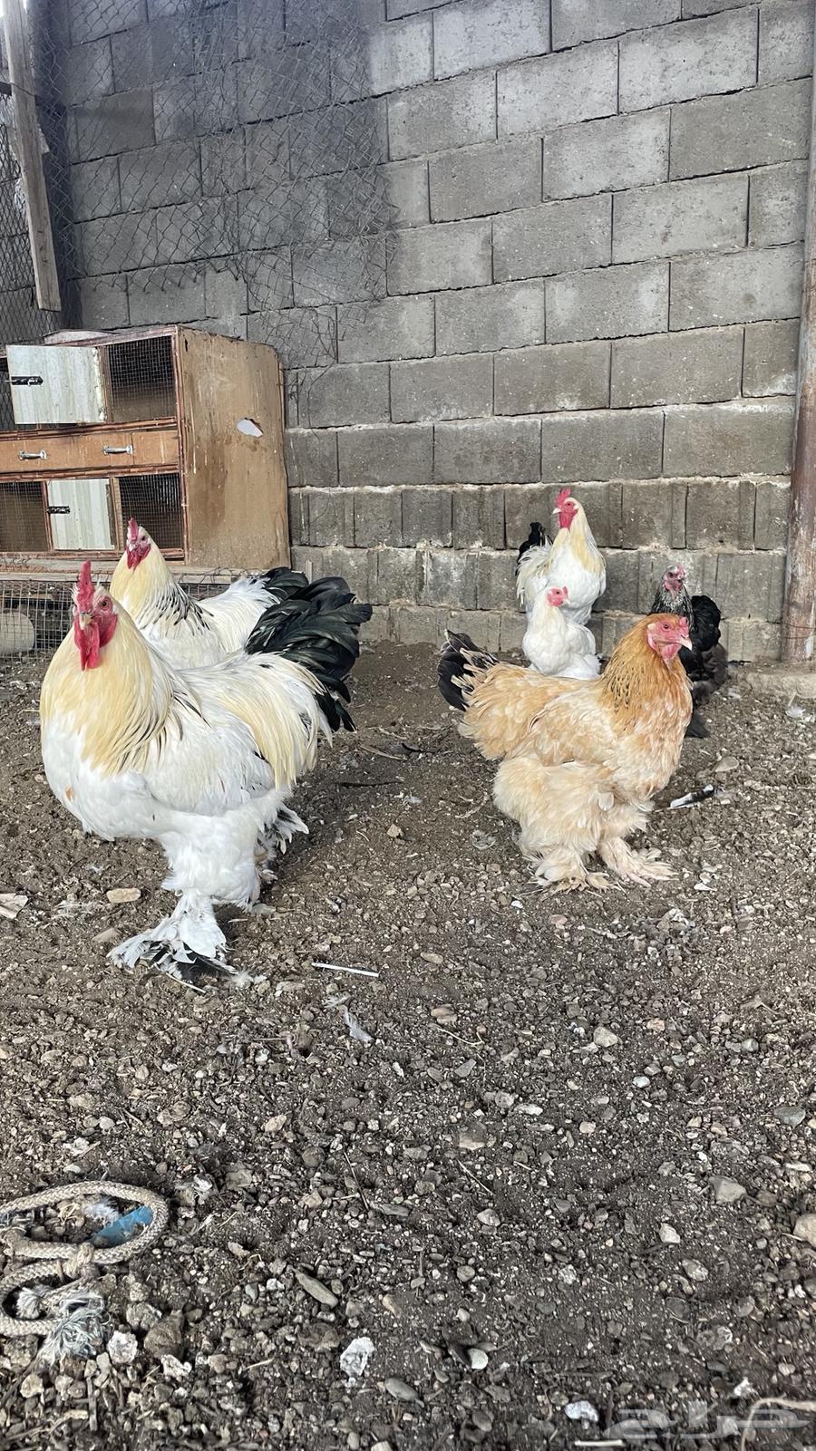 Brahma Chicken64542600564865110