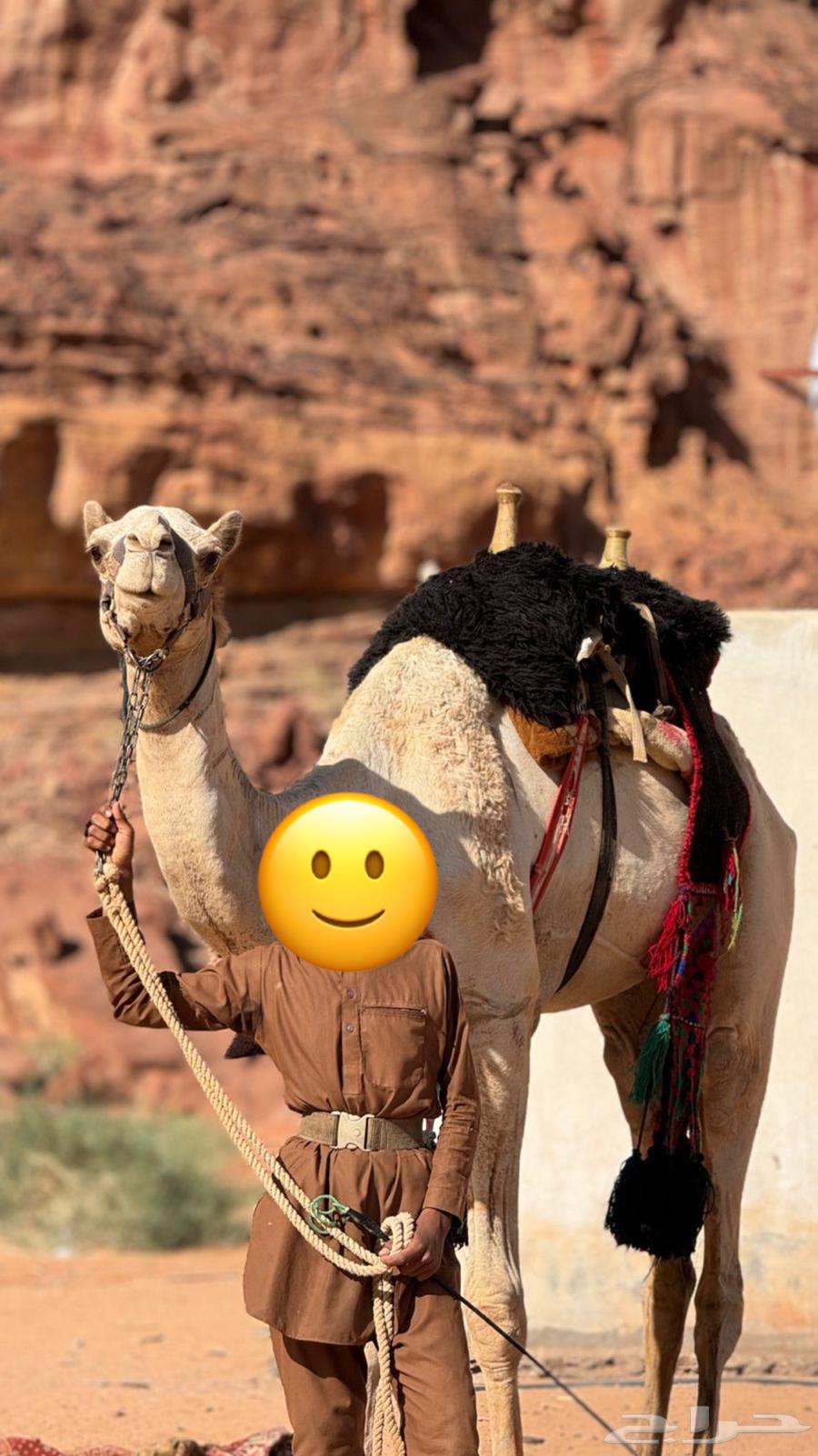 Sudanese camel with brand64541350135042110