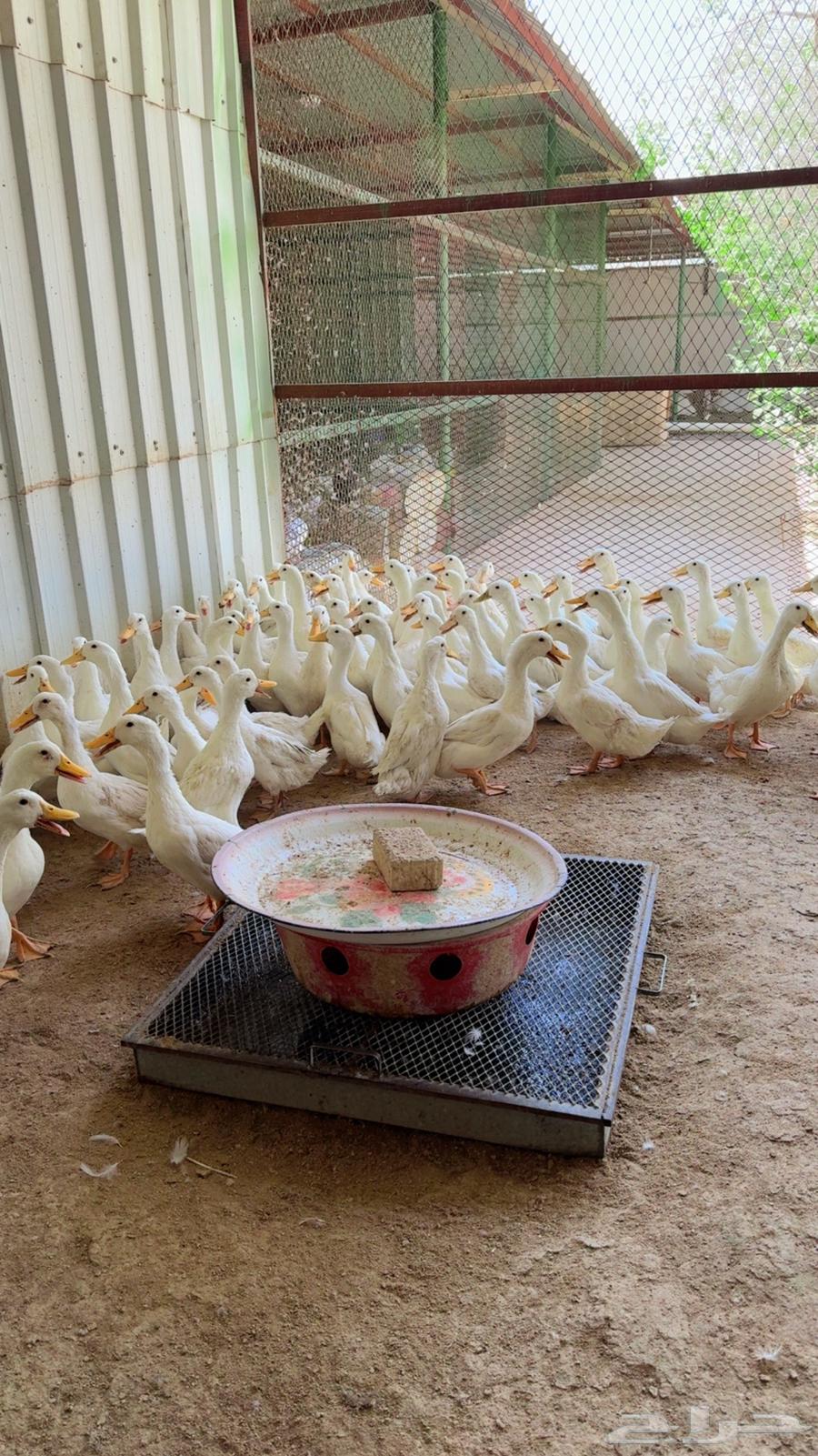 طيور بيت الزاجل64537532983809113