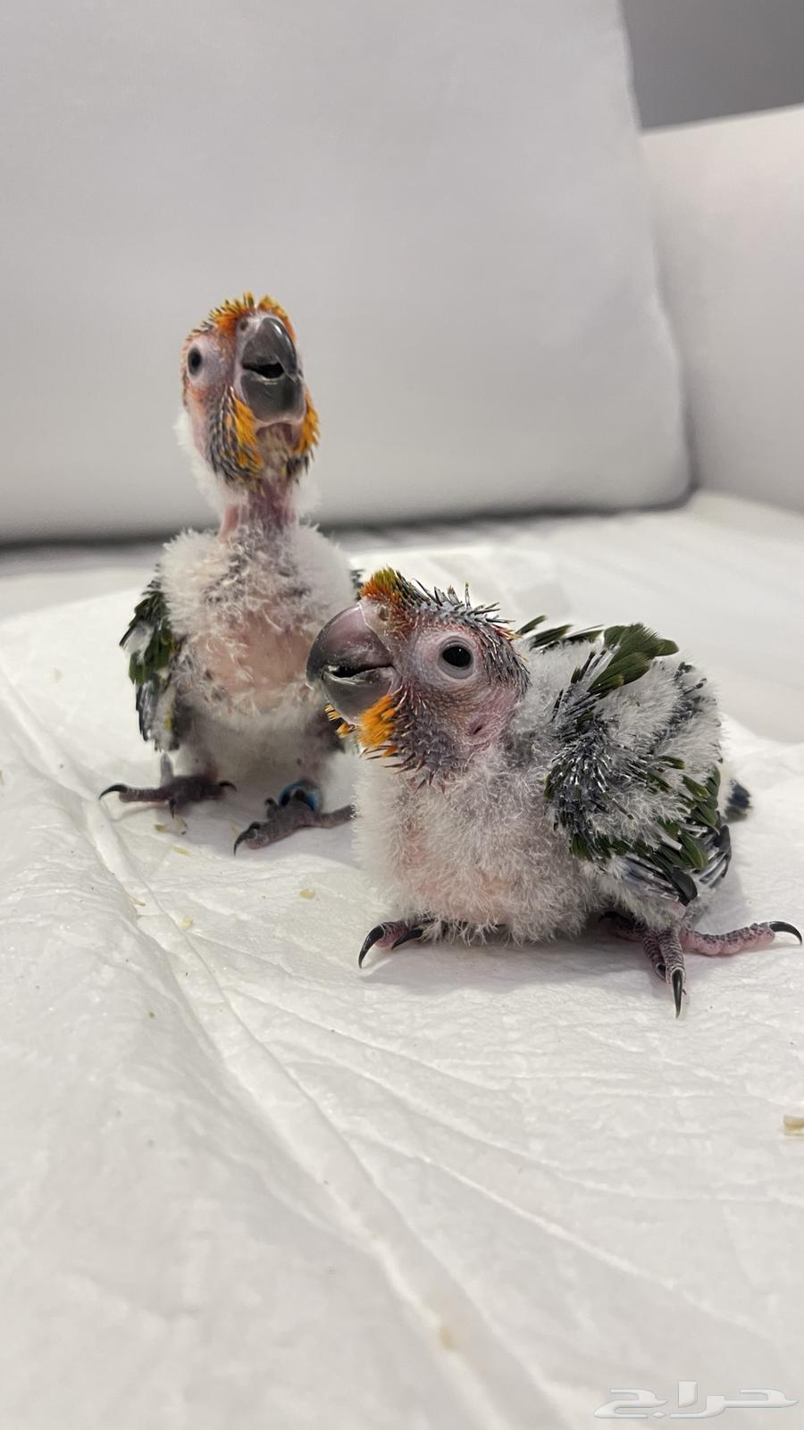 فروخ صن كنيور جامبو64535349836673110