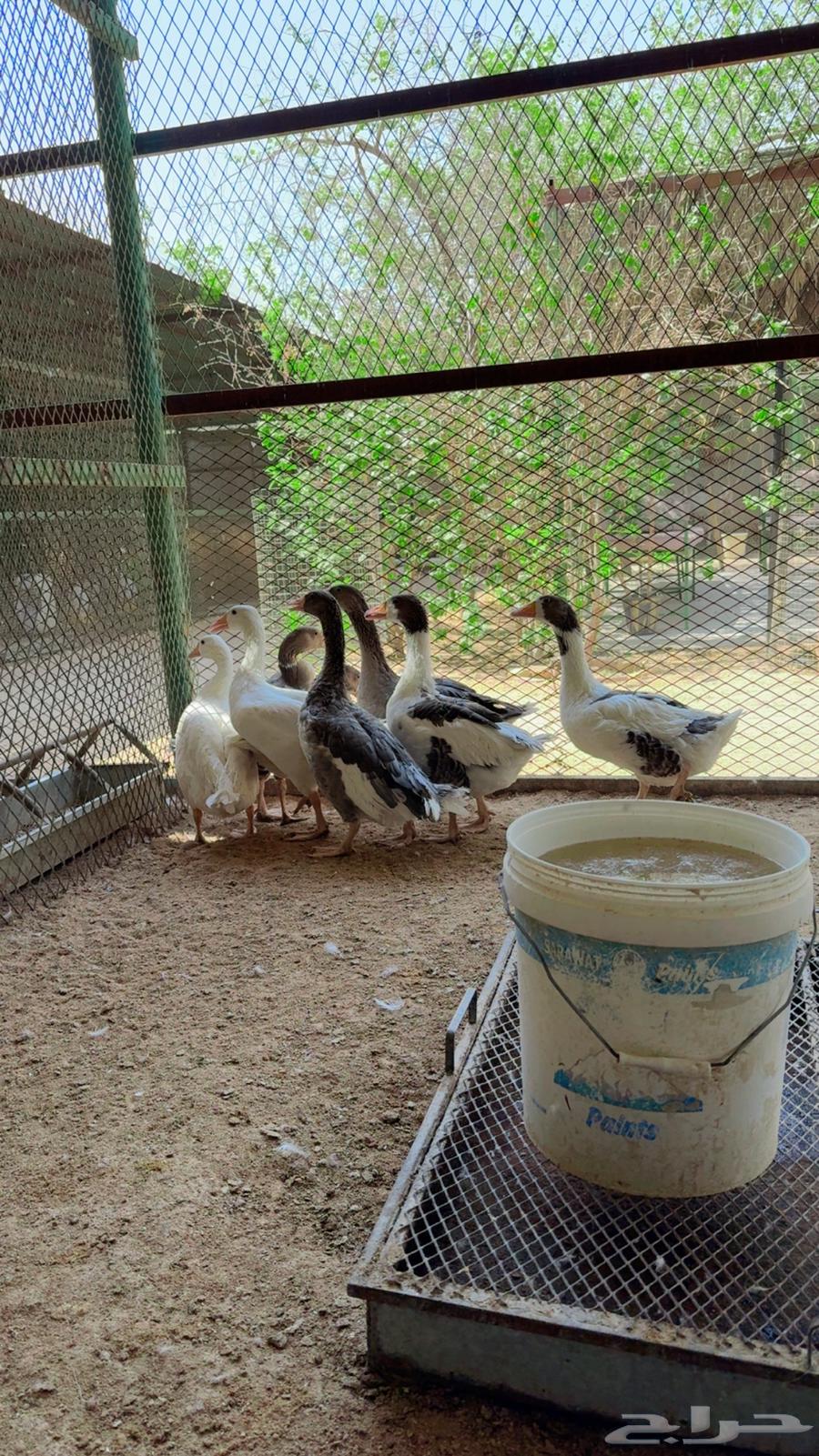 طيور بيت الزاجل64537532983809112