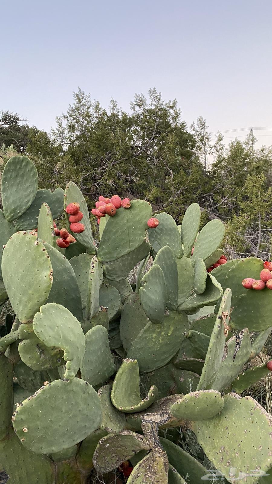 Red Prickly Pear (Barshomi) for Sale64537156154241110
