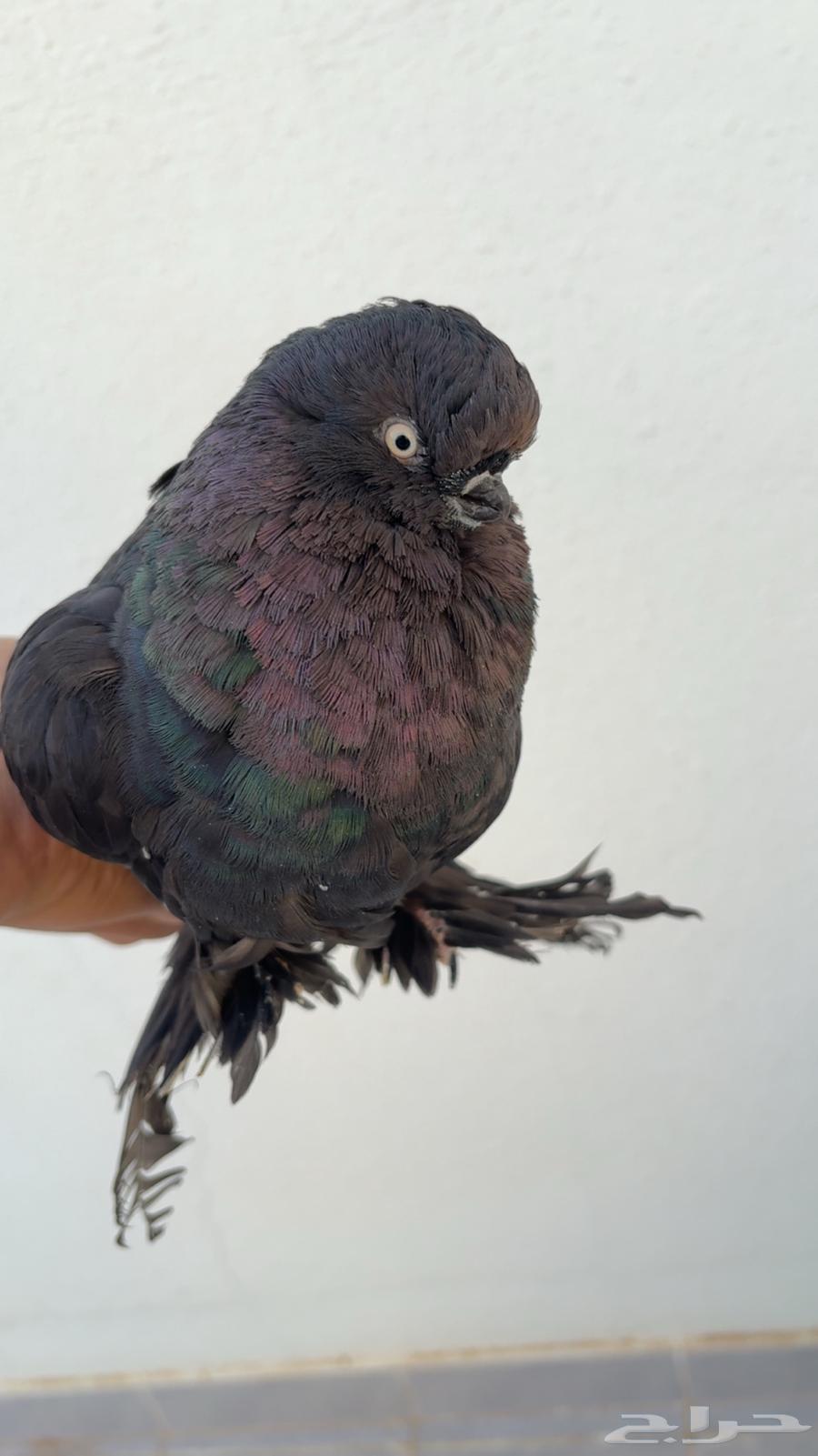 جوز لونق فيس اسود64535889478659113