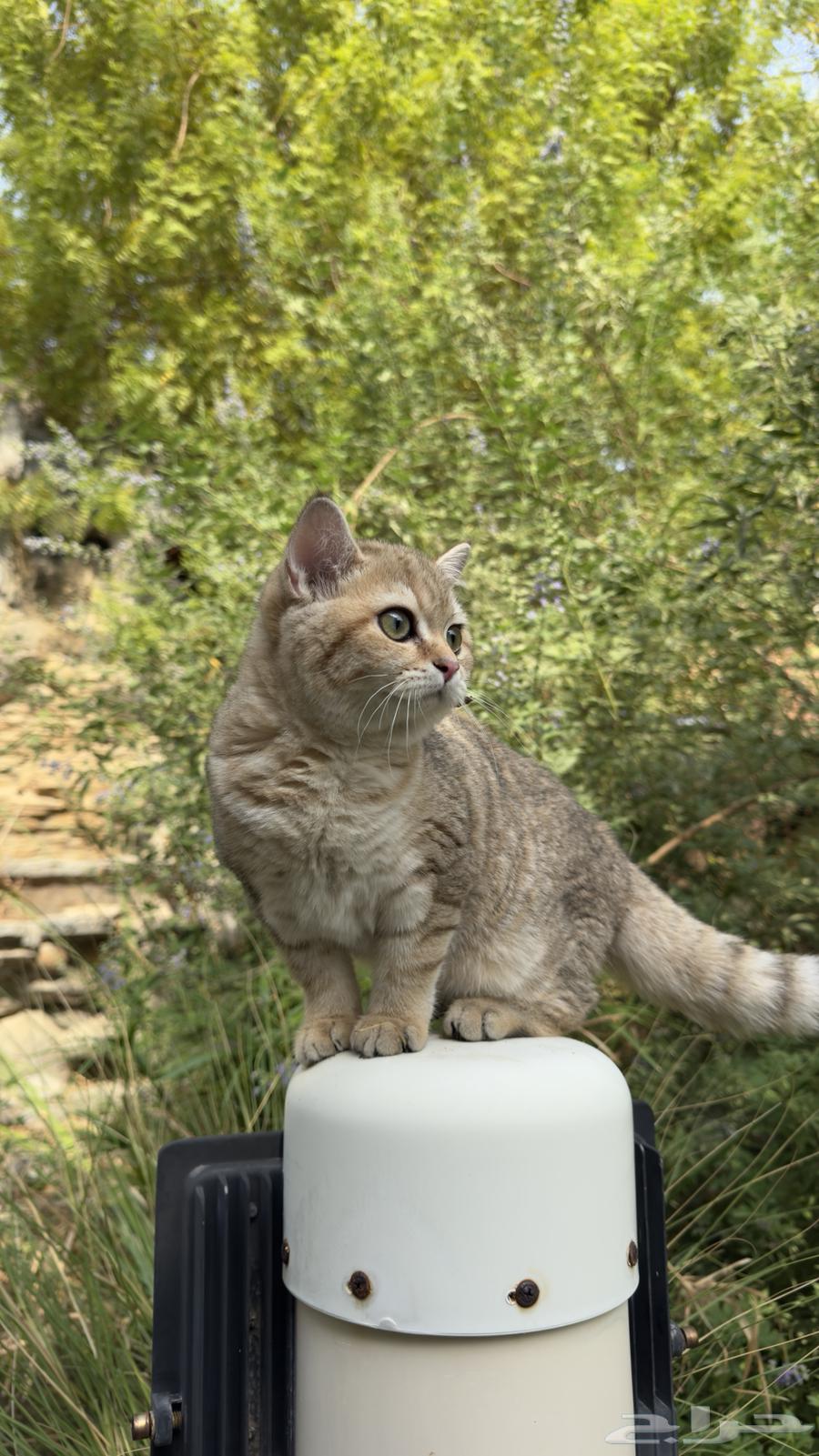 Kitten Scottish64542415927810110