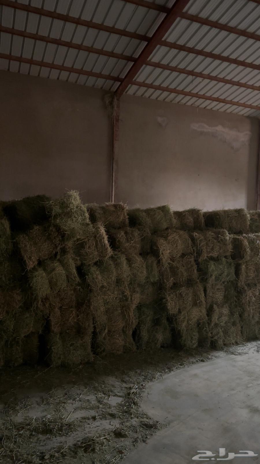 للبيع برسيم تم البيع64540722995330112