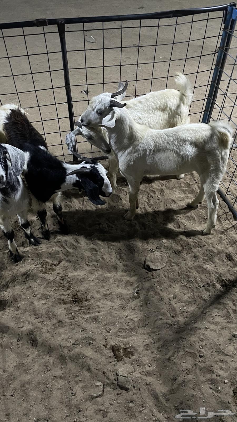 تيوس مخصاه للبيع64539797167107113