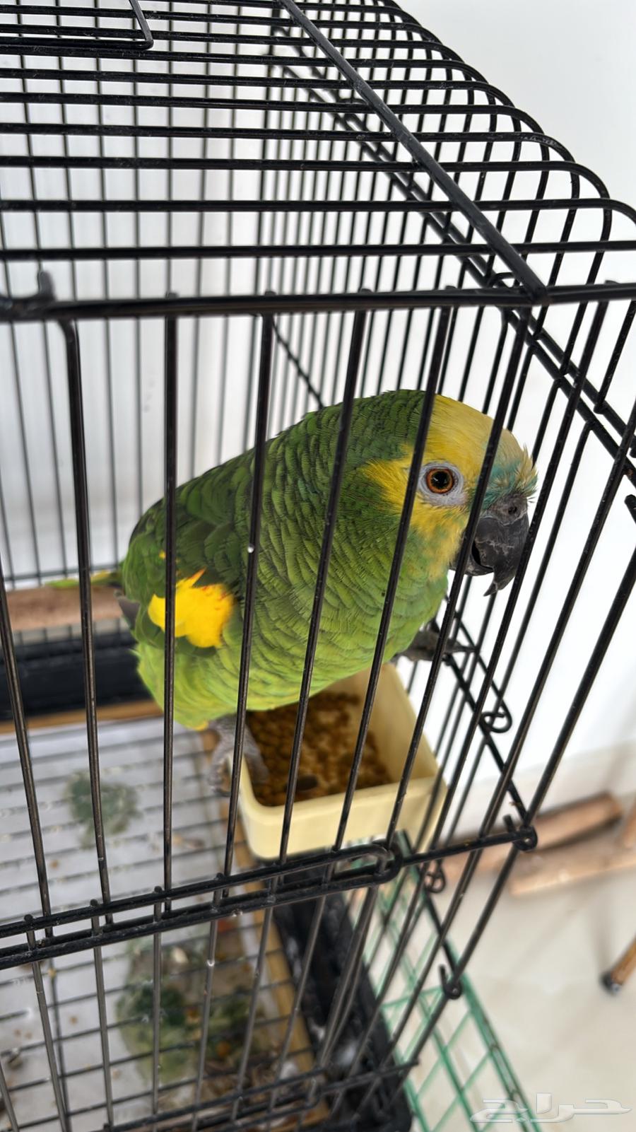 أمازوني بلوفرنتد جاكو ذكر للانتاج64541393205122113