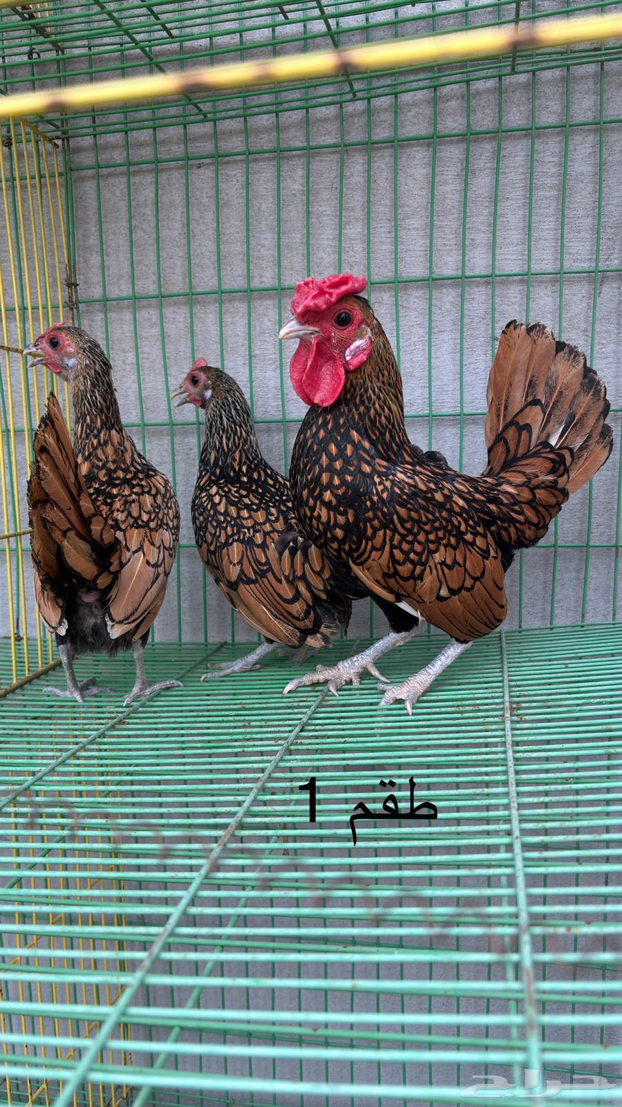 Sparrow Chicken Set64541136737667110