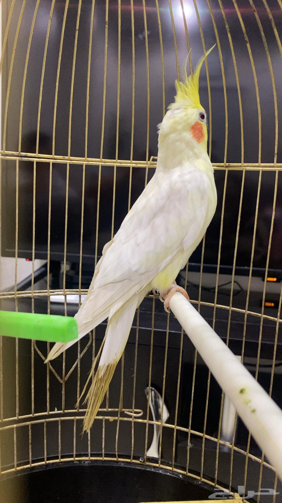 طيور كروان للبيع في حوطة سدير64542600636673112